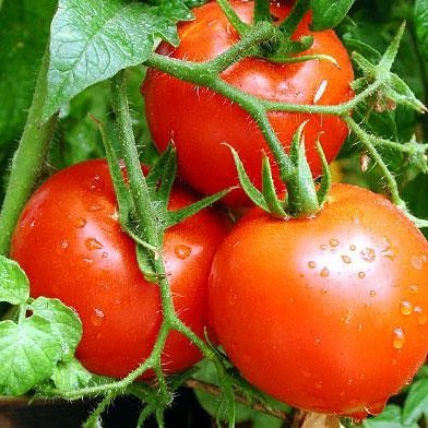 Tomatoes wholesale Dayton