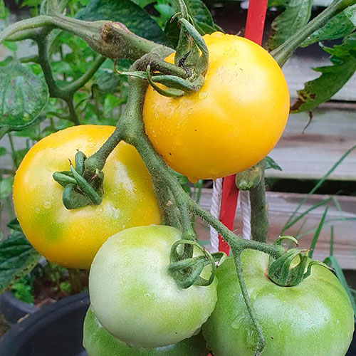 Tomatoes wholesale Lorain