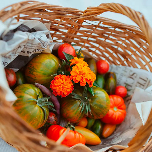 Tomatoes wholesale Sunshine-Coast