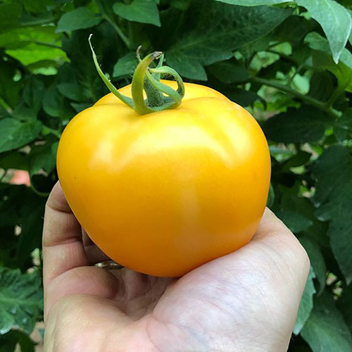 Tomatoes wholesale Devonport