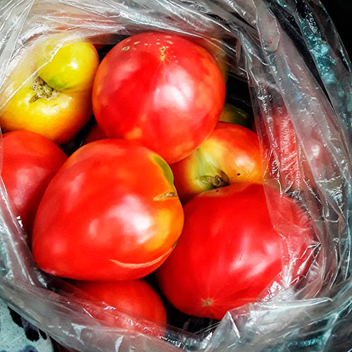 Где купить помидоры Гавар