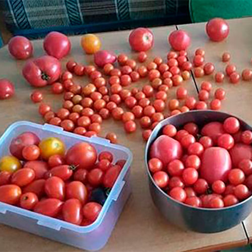 Где купить помидоры Рамат-Ган