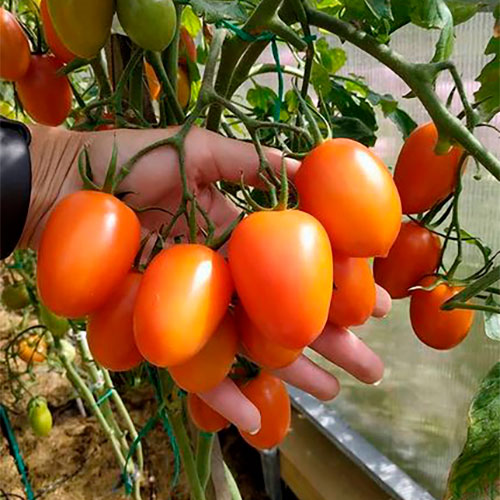 Где купить помидоры Чаттануга