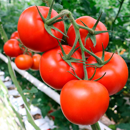 Где купить помидоры Колумбия