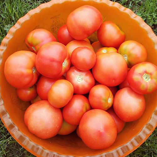 Где купить помидоры Йыхви