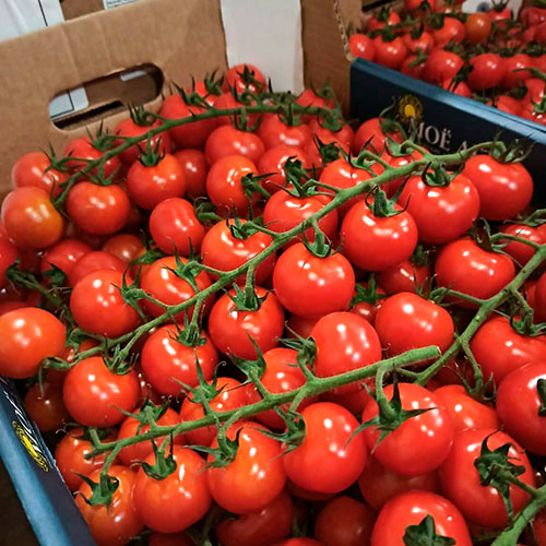 Где купить помидоры Эль-Дорадо