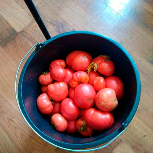 Где купить помидоры Грейт-Бенд