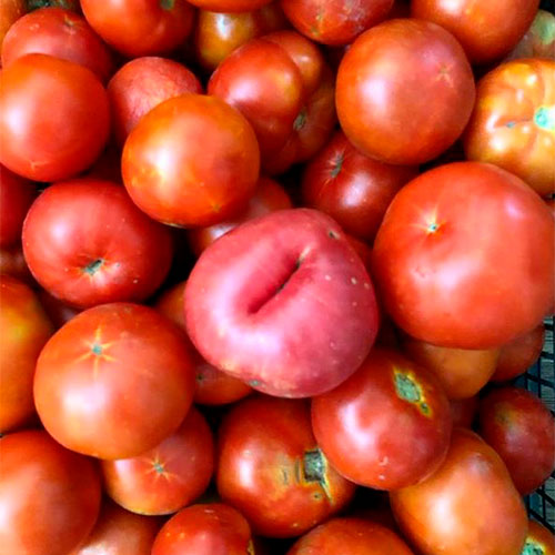 Где купить помидоры Холон