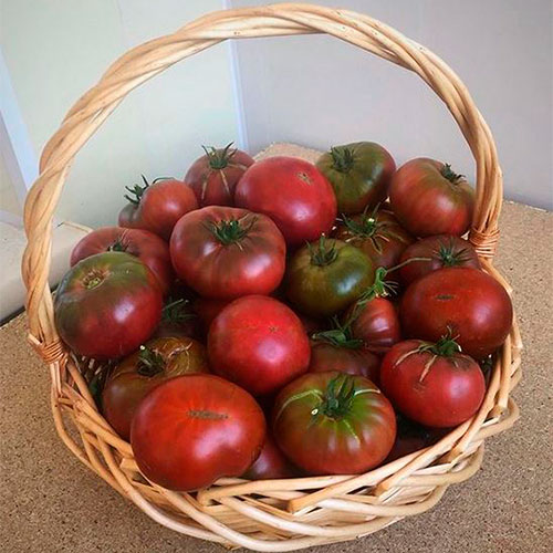 Где купить помидоры Гарден-Сити