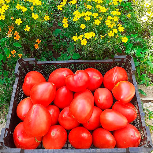 Где купить помидоры Минск