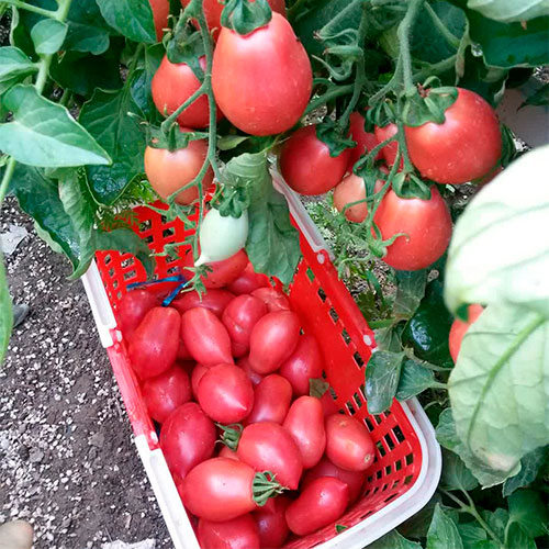 Где купить помидоры Харбин