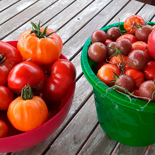 Где купить помидоры Пуэбло-Запад