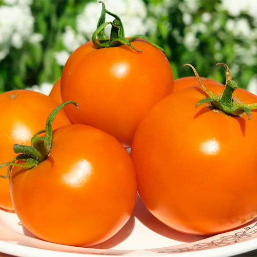 Где купить помидоры Турсунзаде