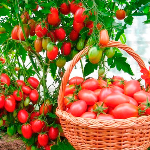 Где купить помидоры Гавр