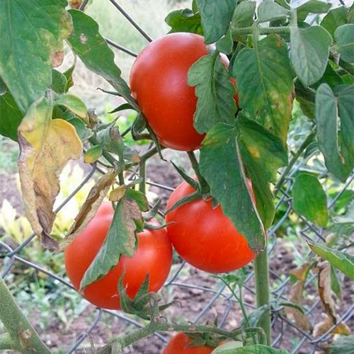 Где купить помидоры Нью-Бритен