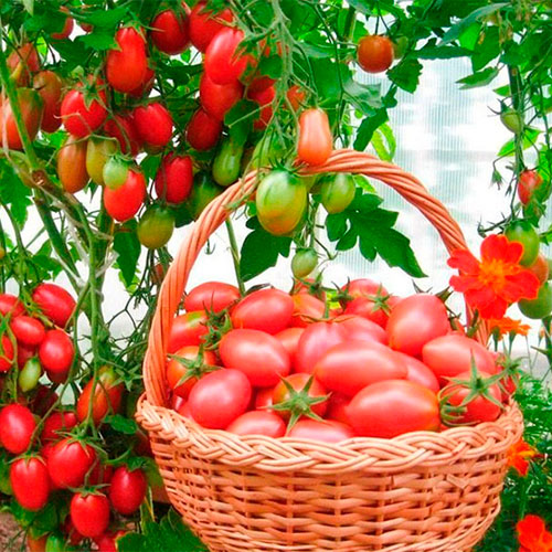 Где купить помидоры Беэр-Шева