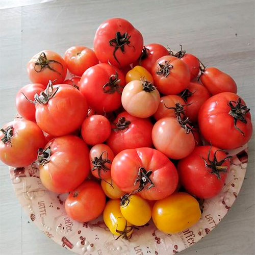 Где купить помидоры Белгород-Днестровский