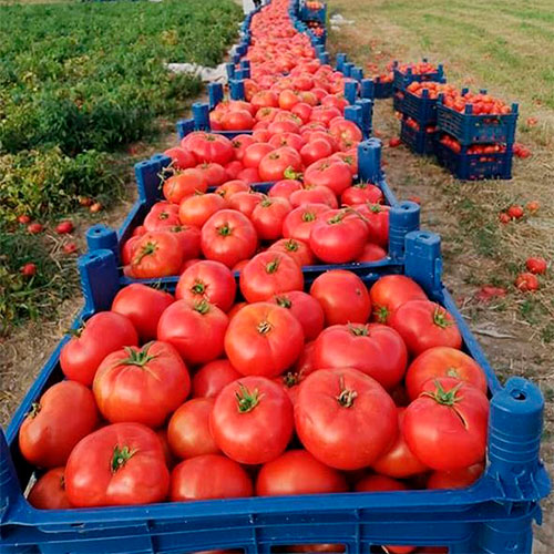 Где купить помидоры Уокешо