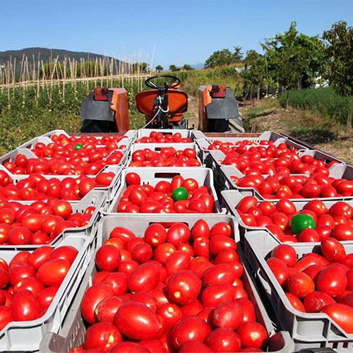 Где купить помидоры Добрич
