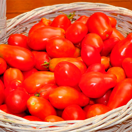 Где купить помидоры Нью-Рошелл