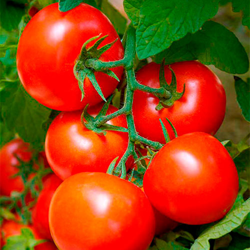 Где купить помидоры Анкоридж