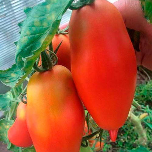 Где купить помидоры Рахат