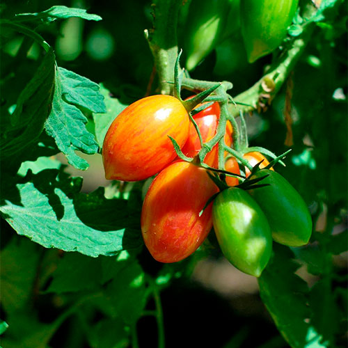 Где купить помидоры Тель-Авив